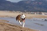 AMSTAFF ADULT 182